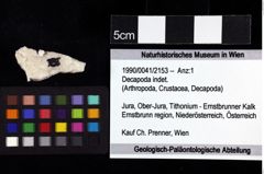 Foto (Objket + Etiketten) von Decapoda indet. 